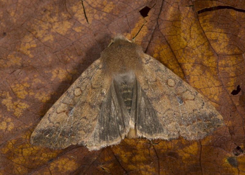 Noctuidae